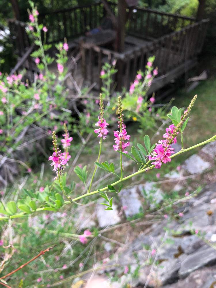 お出かけ先の画像 by カリメロさん | お出かけ先とコマツナギと山野草と植物好きと山の植物と三峯神社