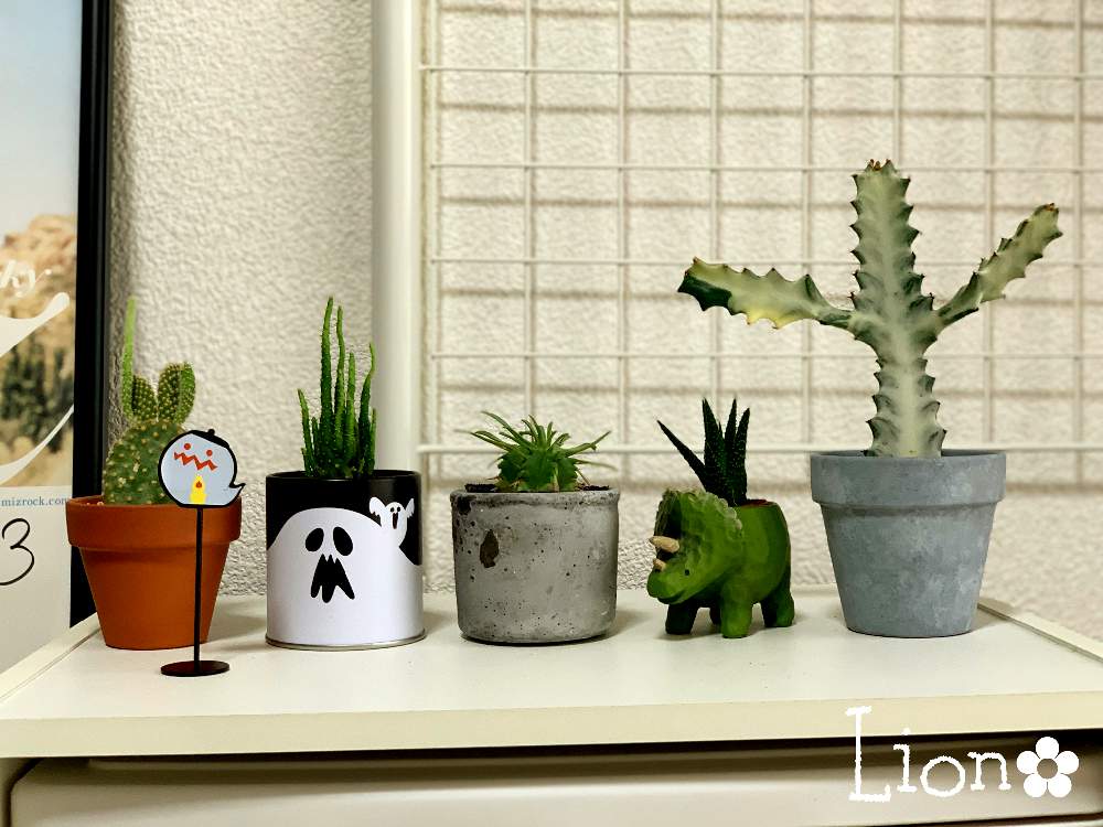 部屋の画像 by ライオンさん | 部屋とわくわく♡とおうち園芸とサボテンコレクション-2020と素敵な色合いと小さな楽しみと花のある暮らし