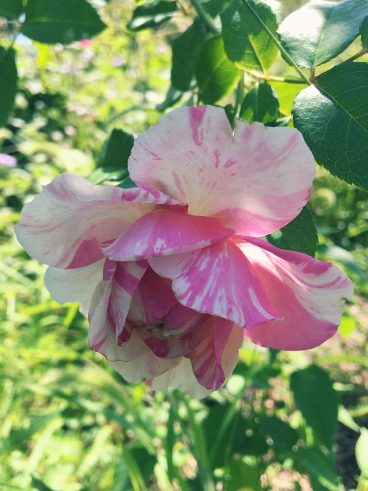 お出かけ先の画像 by rose antiqueさん | お出かけ先とガーデンとお散歩と薔薇♪とエドゥアール・マネ