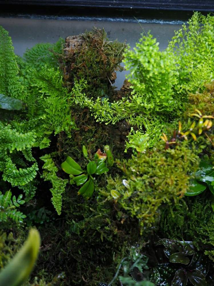 部屋の画像 by とと3さん | 部屋と植物のある暮らしとネペンテス属とミストプランツと着生と葉っぱとおうち園芸とパルダリウムと植中毒と食虫植物・ウツボカズラと珍奇植物とネペンテス原種とジメジメ系