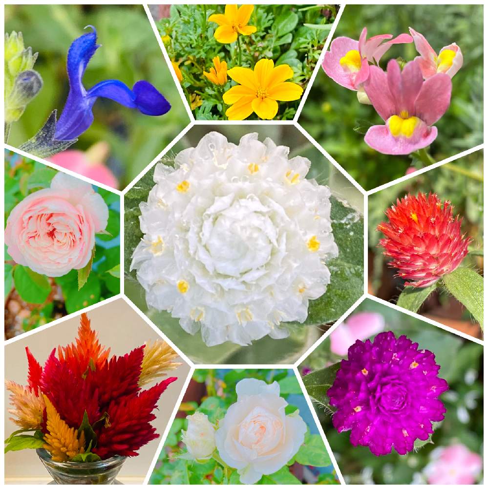 玄関の画像 by mackie ❤️さん | 玄関とビデンスとケイトウと千日紅とネメシアとブルーサルビアとミニ薔薇インフィニティと薔薇 環とコロナに刃を⚔鬼滅党とベテラン乙女倶楽部と寄せ植えとおうち園芸とGSのみなさんに感謝!と青い花マニアと白い花