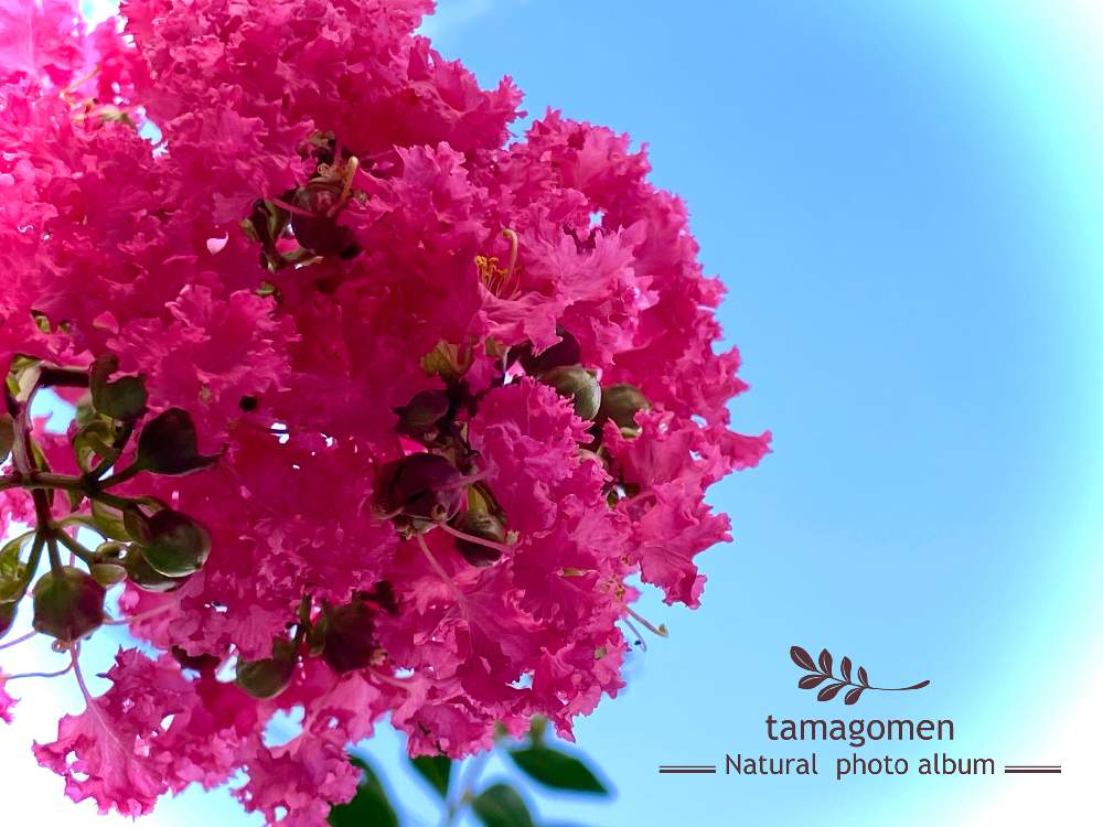 の画像 by tamagomen. nara.1964さん | 百日紅*とiPhone11ProMaxと気温36℃とところにより曇りと気温34℃とサルスベリ*と奈良県奈良市と曇り時々晴れ