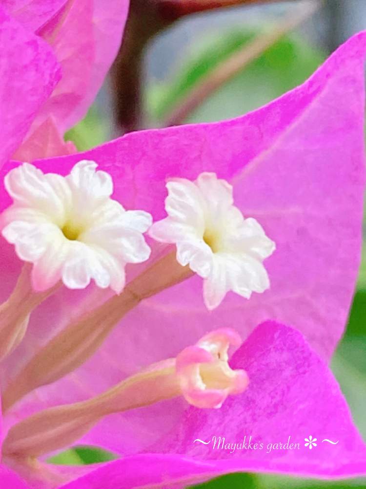 テラスの画像 by まゆっけさん | テラスとブーゲンビリアとピンクの花とGS映えと夏の花とおうちで楽しむ夏の草花フォトコンと暮らしに花をとビタミン Fと日々の生活を丁寧に…と花のある暮らしと白い花と花が好き