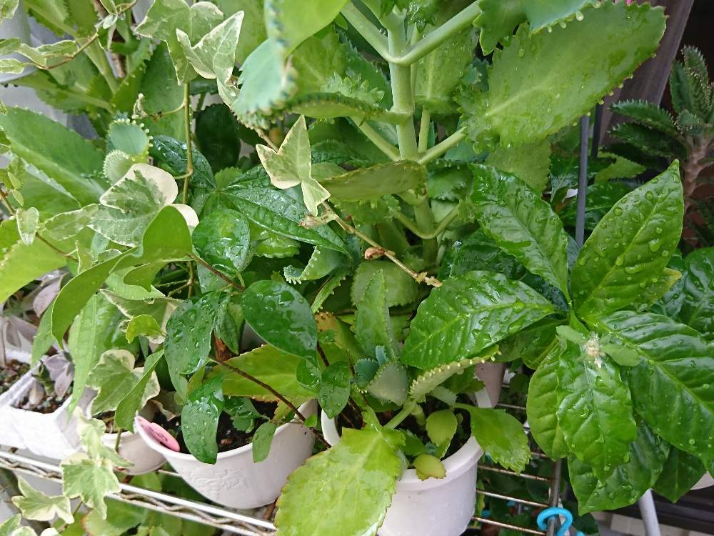 棚の画像 by r_mommy.さん | 棚とガジュマルとアイビーと子宝草とコーヒーの木と不死鳥と多肉植物とみどりのある暮らしと観葉植物と成長期と多肉のある暮らしと癒されると子株いっぱいと観葉植物のある暮らしと自然が好き