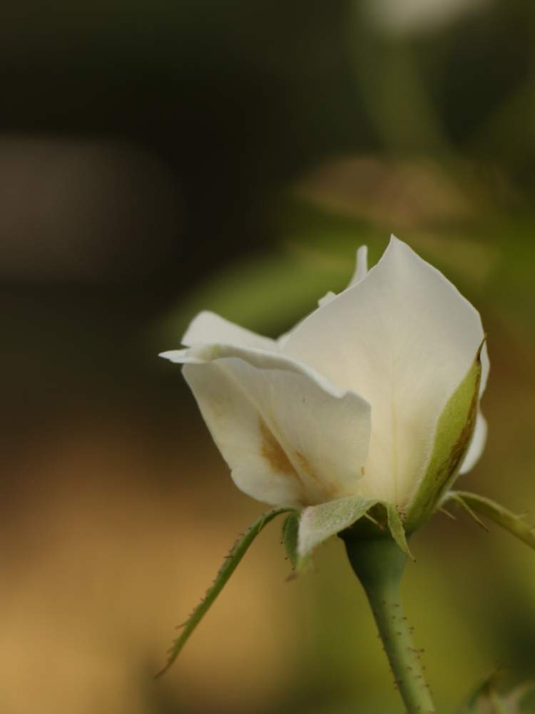 小さな庭の画像 by そよ風(ちなみ)さん | 小さな庭と薔薇アイスバーグとcanonと私の花の写真と薔薇愛同盟とガーデニング大好きと花の好きな方と繋がりたいとおうち園芸とまいがーでんとミラーレス一眼と月曜日にはバラをと花のある暮らしと白い花