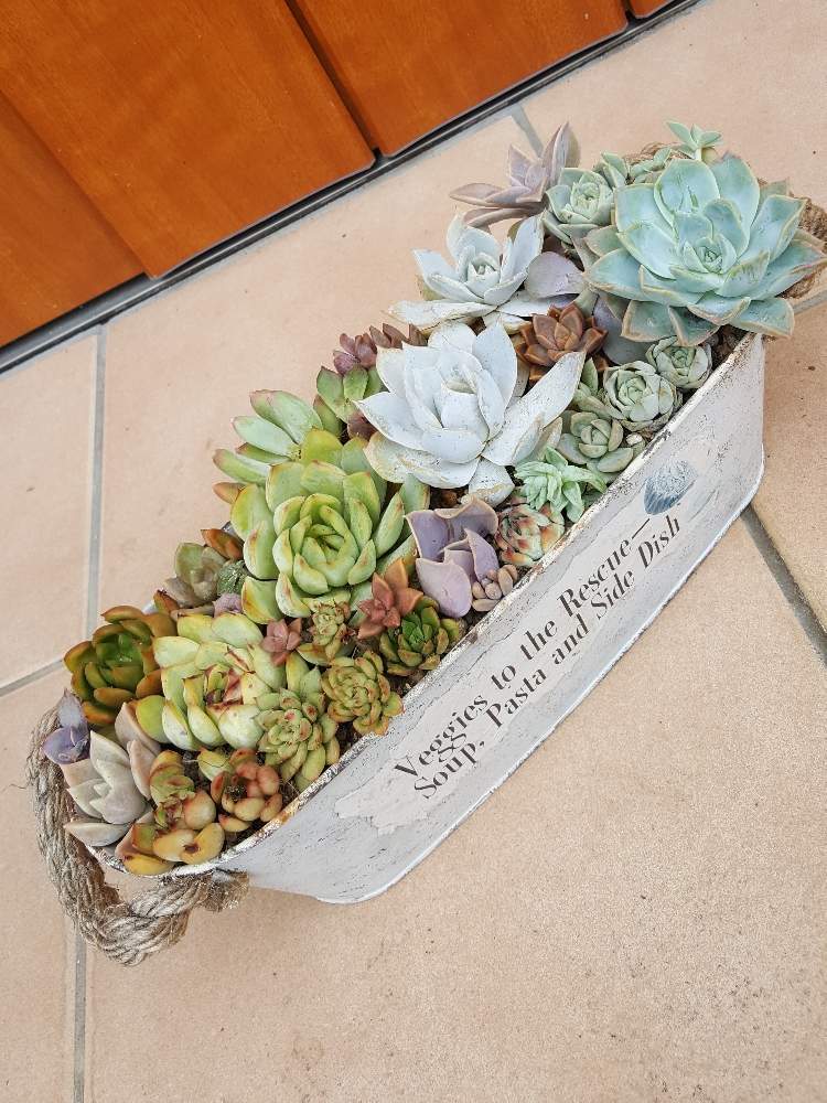インテリアの画像 by のぶさん | インテリアとよせ植えと男前リメイク缶と寄せて植えてみたと 多肉いろいろとボタニカルライフとたにくとリメ缶 手作りリメイク缶と多肉植物寄せ植えとサビサビ缶と自作リメ缶、リメ鉢とかわぃぃ。とタニラーとリメイク缶寄せ植えとサビサビ好きとリメイク缶と多肉寄せ植えとタニク初心者とタニクちゃんと多肉多肉多肉