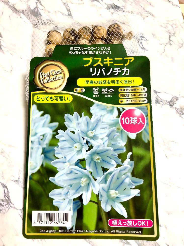 小さな庭の画像 by 花Taeさん | 小さな庭と山形とおうち園芸と春を待つと秋植え球根とプスキニア リバノチカ♡と花のある暮らし