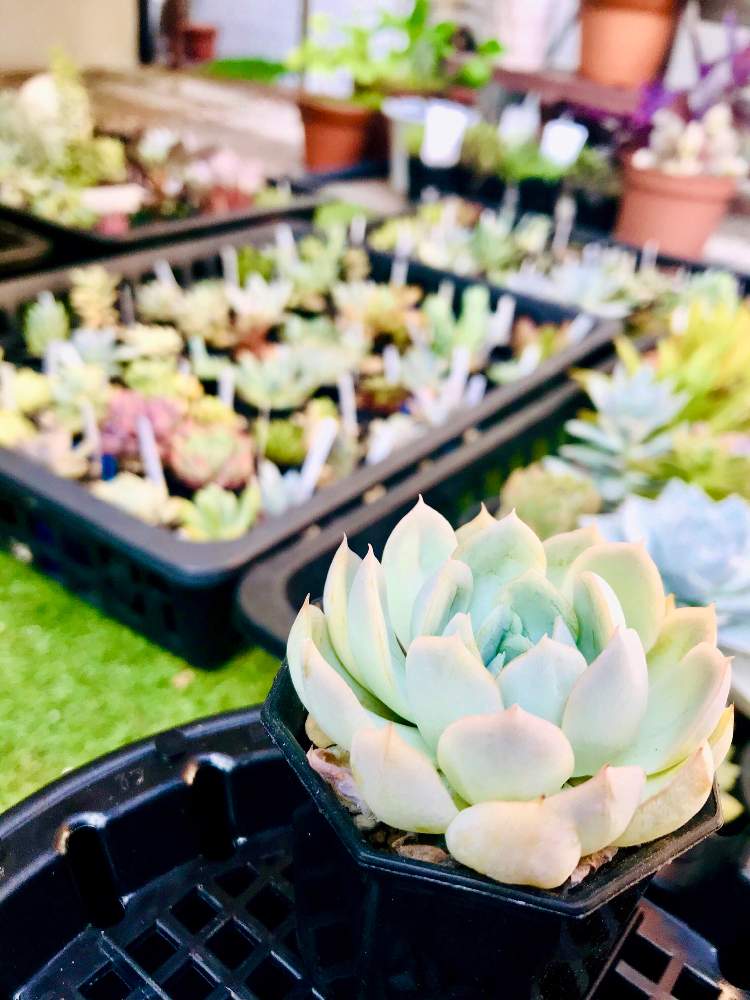 の画像 by むねちかさん | メキシカンスノーボールと多肉植物とエケベリア属と多肉生活と多肉好き