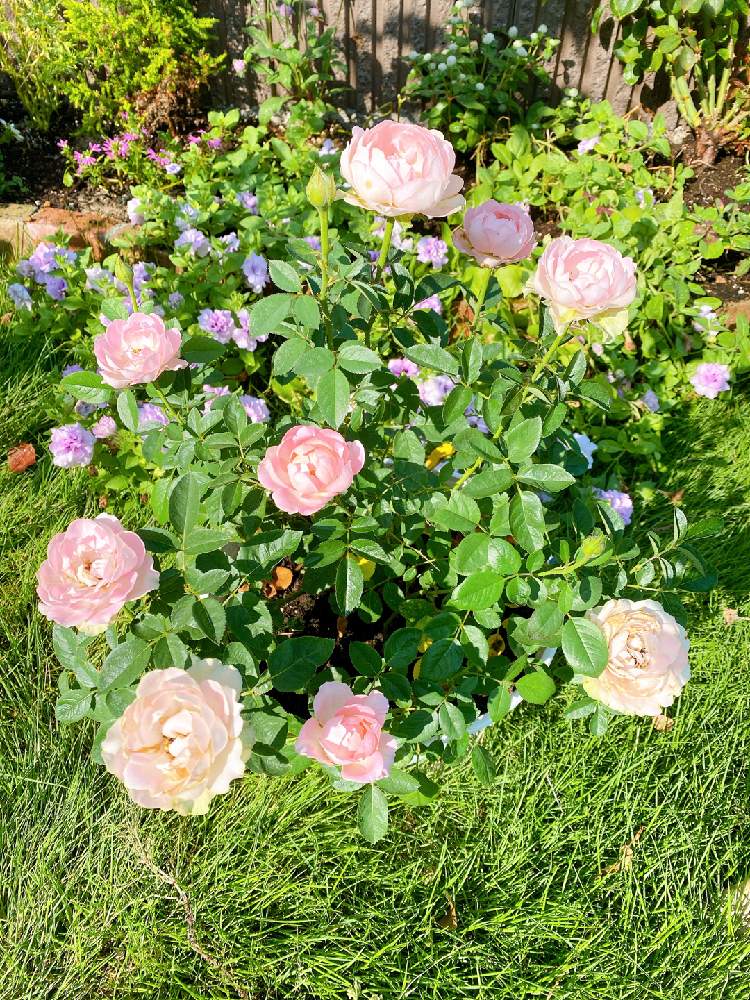 エントランスの画像 by コナママさん | エントランスと名前を教えて!とばら バラ 薔薇と狭い庭とかだんとおうち園芸とバラ 鉢植えとガーデニング初心者とガーデニングとバラ・ミニバラとバラを楽しむ