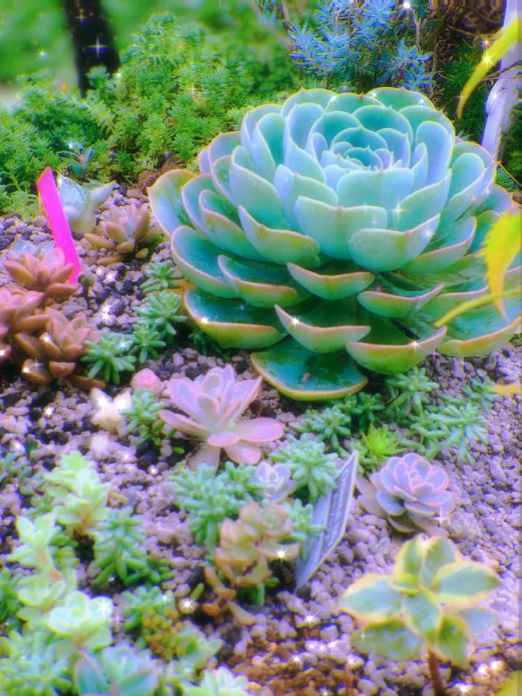 の画像 by かおりんさん | 花壇に地植えとご飯しっかり食べようと 七福神とGSのみなさんに感謝♡と寝落ち倶楽部とバラと夢CLUBとコロナおしりペンペン( ・᷄ὢ・᷅ )と❤️いいね、ありがとうと医療現場の人々に感謝とかおりんワールドとコロナ消えろ‼ビーム‼と繋がりに感謝✨と多肉初心者と夏バテ注意‼︎