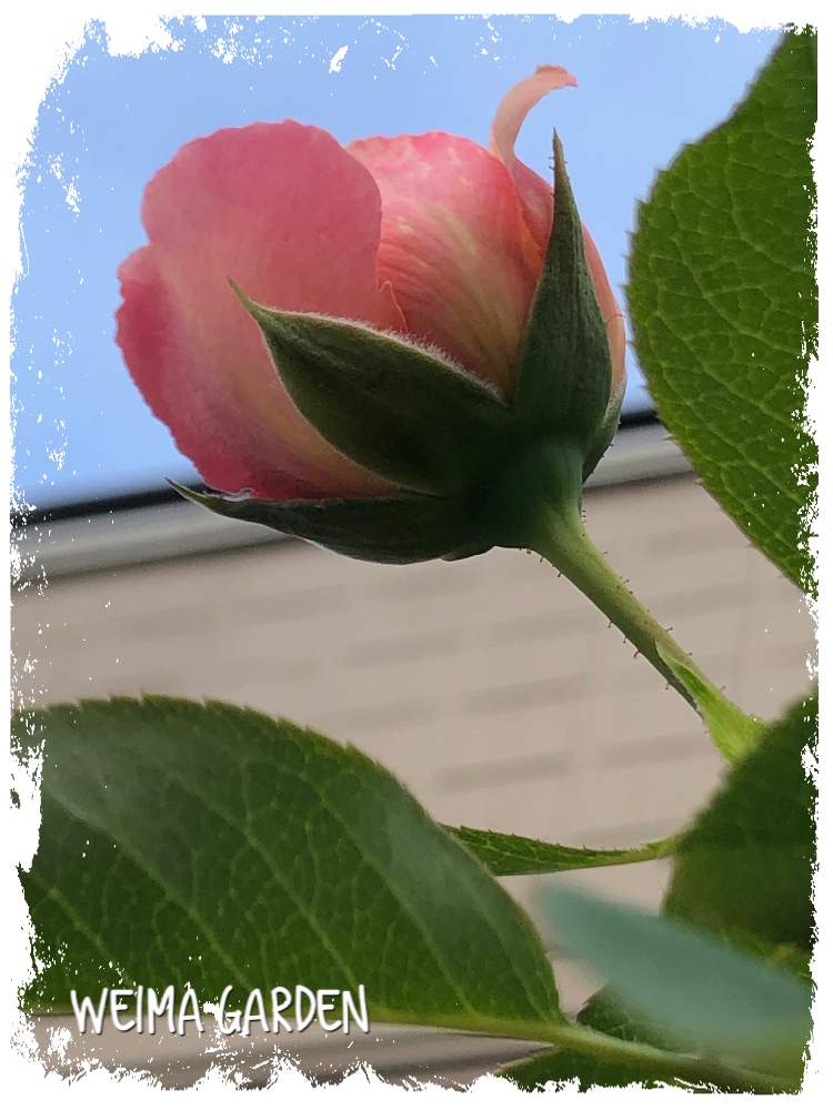 小さな庭の画像 by weima gardenさん | 小さな庭とバラ ペシュ・ボンボンとバラの庭とちいさな幸せ♡と花いっぱい!とおうち園芸と庭づくりとおうちで過ごそうと花のある暮らしと大好き!と共に生きると憧れと頑張れ❗️日本