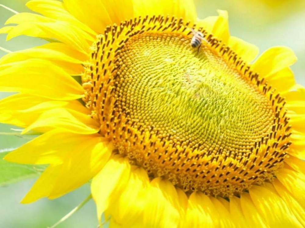 お出かけ先の画像 by 野ニンさん | お出かけ先と令和最初の植物と出版とGS映えとおうちで楽しむ夏の草花フォトコンとGreenSnapmarcheと花のある暮らし