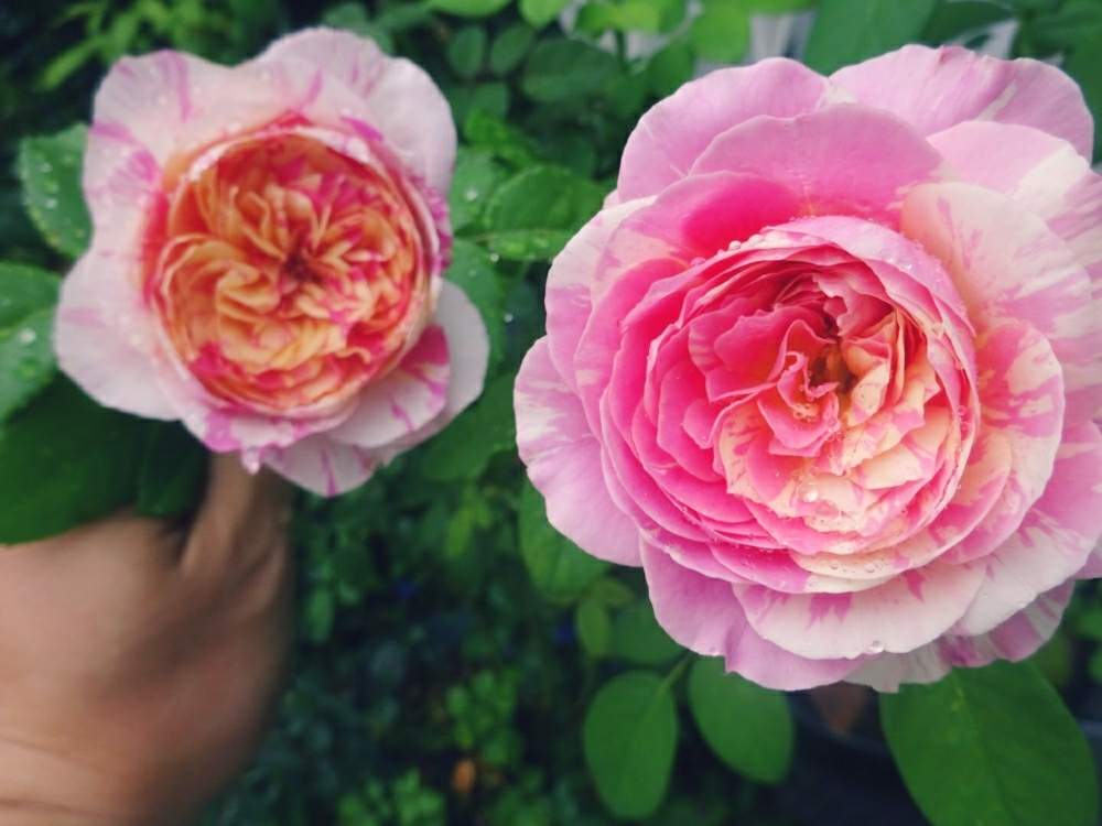 小さな庭の画像 by ☆きらまる☆さん | 小さな庭とYUMIKO印とピンク同盟と極上咲きと薔薇愛同盟と薔薇男子と薔薇に魅せられてとオシャレとB型とバラのある暮らしとおうち園芸と今日の一枚とセクシーと花のある暮らしとかわいいな♡とテンション⤴︎とロザリアンとバラを楽しむとピンクハンターとシボラー