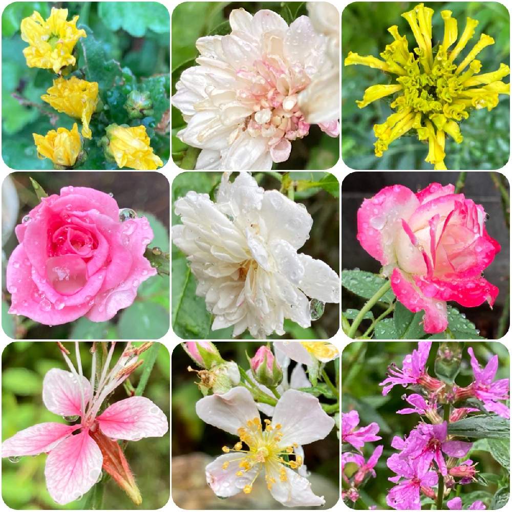 小さな庭の画像 by まぁ!さん | 小さな庭とガウラとキクとバラとマリーゴールドとミソハギと薔薇に魅せられてとおうち園芸とおうちで楽しむ夏の草花フォトコンと花のある暮らしと素敵色と雨粒