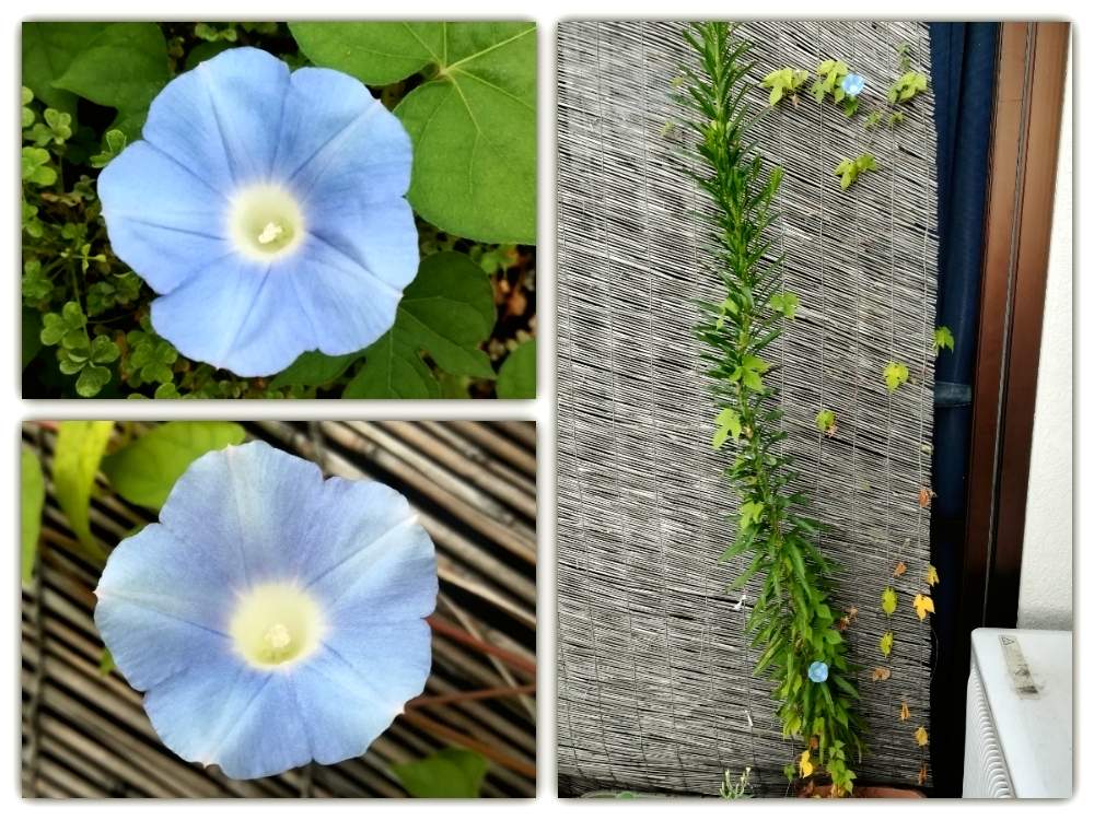 バルコニー/ベランダの画像 by Tomさん | バルコニー/ベランダと朝顔と生命力と植物の力と植物の生命力とつる性植物とヒルガオ科とサツマイモ属とイポメア属