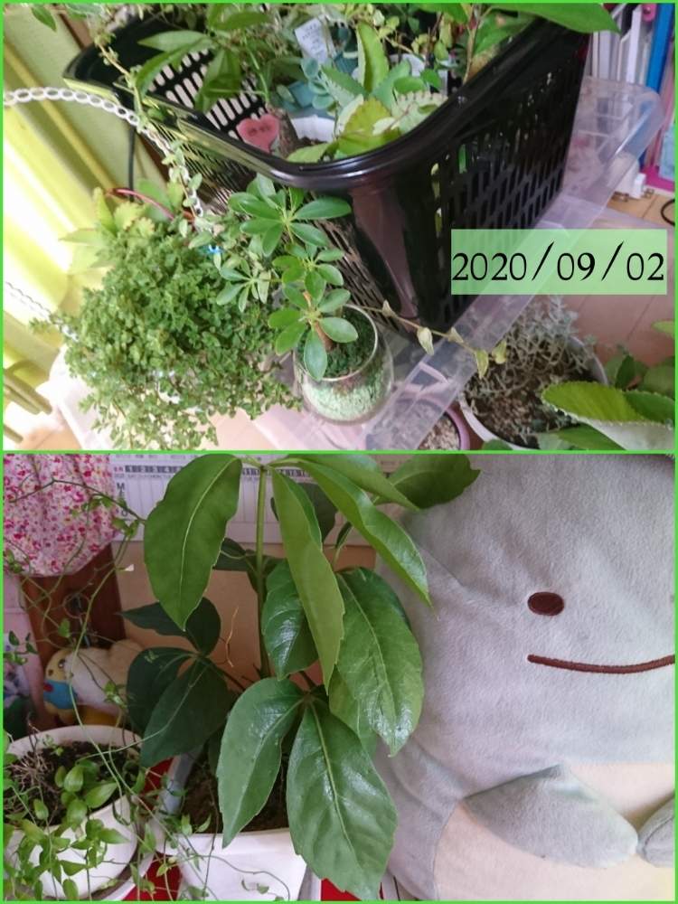 部屋の画像 by r_mommy.さん | 部屋とパキラとカポックと子宝草と多肉植物いろいろと観葉植物達と多肉植物とみどりのある暮らしと観葉植物と台風接近と多肉のある暮らしと室内避難と子株いっぱいと観葉植物のある暮らしと自然が好き