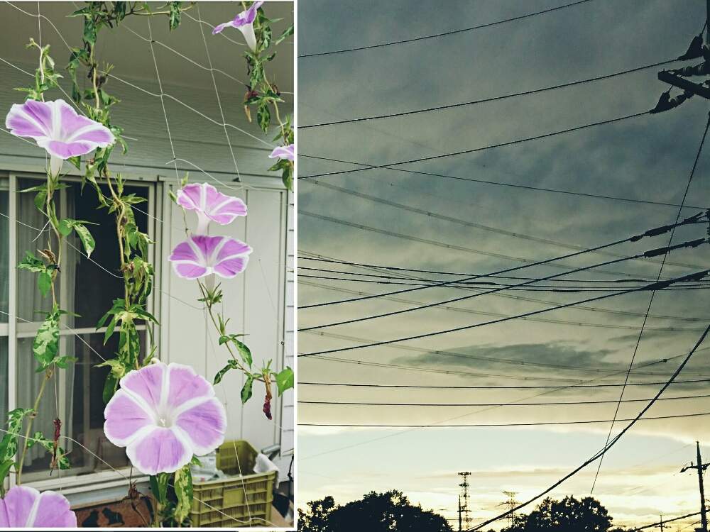 の画像 by なおみ♥さん | 朝顔と朝顔京てまりと今日の空と過去の写真とコロナおしりペンペン( ・᷄ὢ・᷅ )とお花が可愛いと花のある暮らしとコロナ消えろ‼ビーム‼