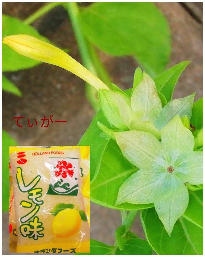お出かけ先の画像 by ティガーさん | お出かけ先とオシロイバナと最前線のあなたへと美味しさいっぱいとかわいいのが好きと変わった形が好きとコロナに負けるな!とシンプルが好きと植物好きと被災地の皆さんガンバ!と花のようにと面白い形と花のある暮らしとグリーンアイス(愛す)倶楽部と自然の不思議