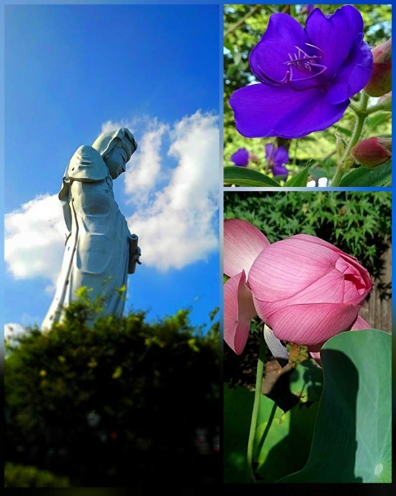 お出かけ先の画像 by sta k Ⅰ ttyさん | お出かけ先とノボタンとはす(蓮)とお散歩と群馬県と夏のおもいで