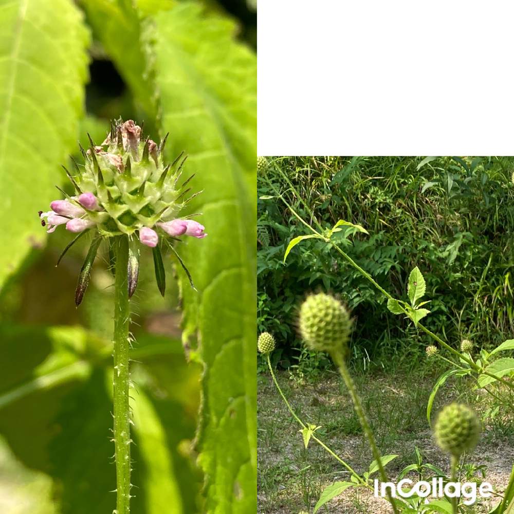 お出かけ先の画像 by すずはなさん | お出かけ先とナベナと山野草と広島市植物公園とスマホ写真