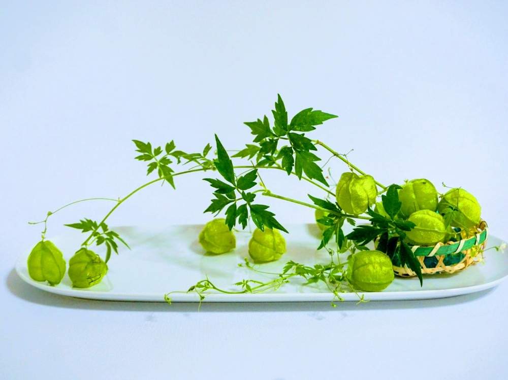 部屋の画像 by 野ニンさん | 部屋と令和最初の植物と出版とGS映えとおうちを彩る花とGreenSnapmarcheとGREEN UP!