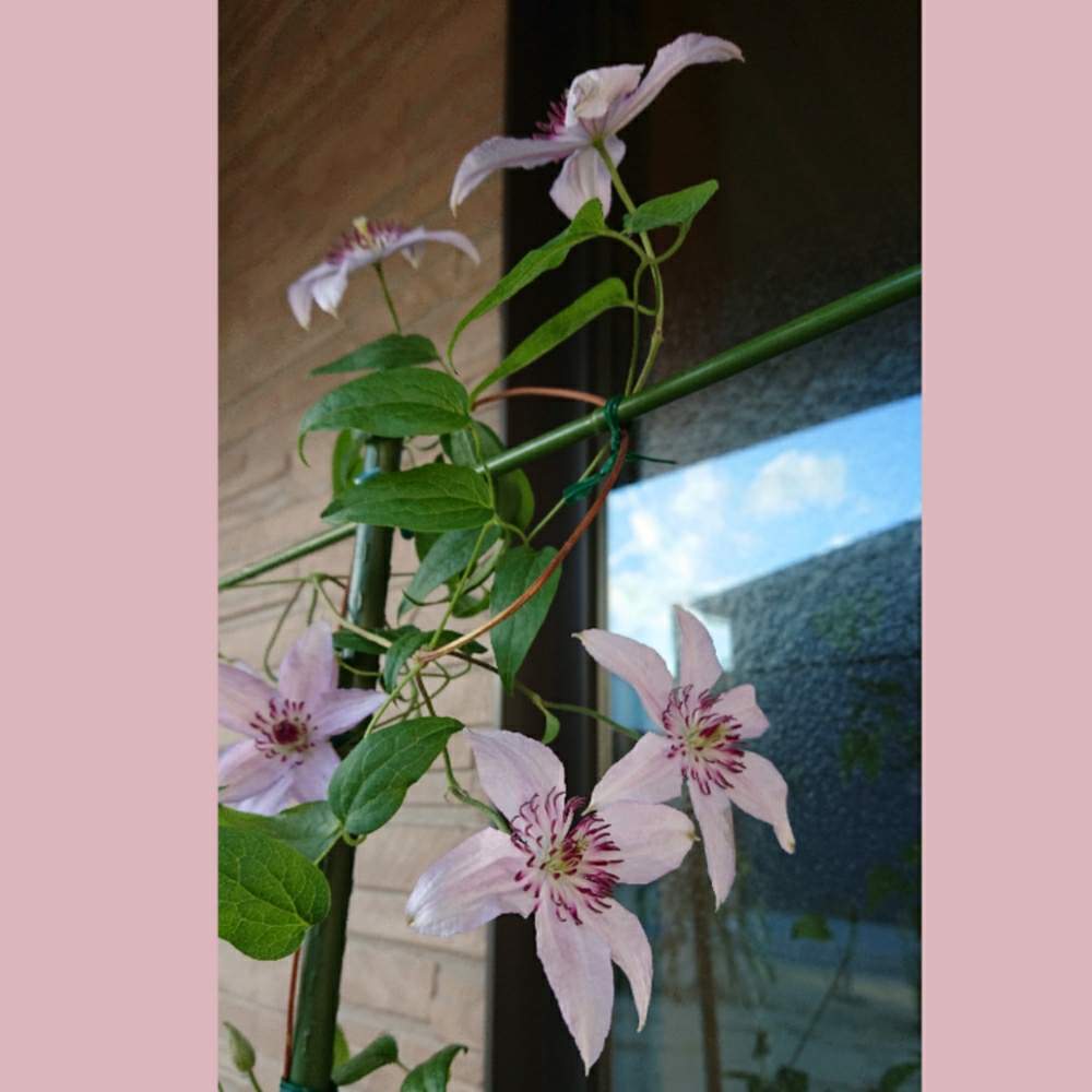 お出かけ先の画像 by そよ風(ちなみ)さん | お出かけ先とハーグレーハイブリッドと私の花の写真とガーデニング大好きと花の好きな方と繋がりたいとおうちを彩る花とクレマチスが好きと花のある暮らしとチーム愛知