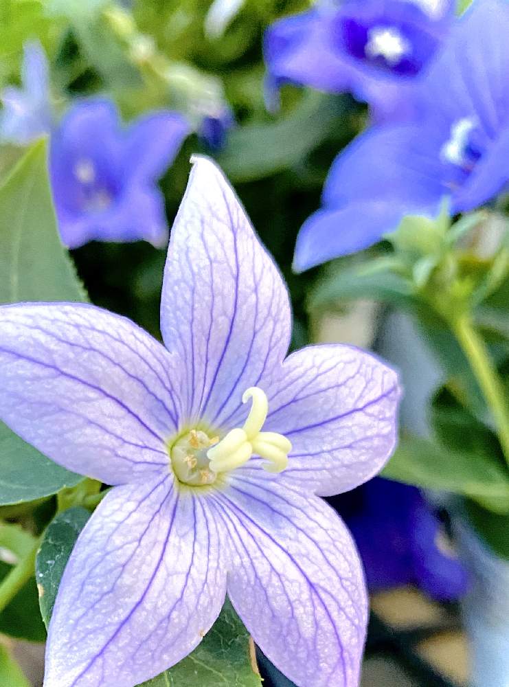 の画像 by みどり*。さん | キキョウとスマホ撮影とムラサキの花と癒しとキキョウ属と感謝とお花が好き♡と花のある暮らしとキキョウ科