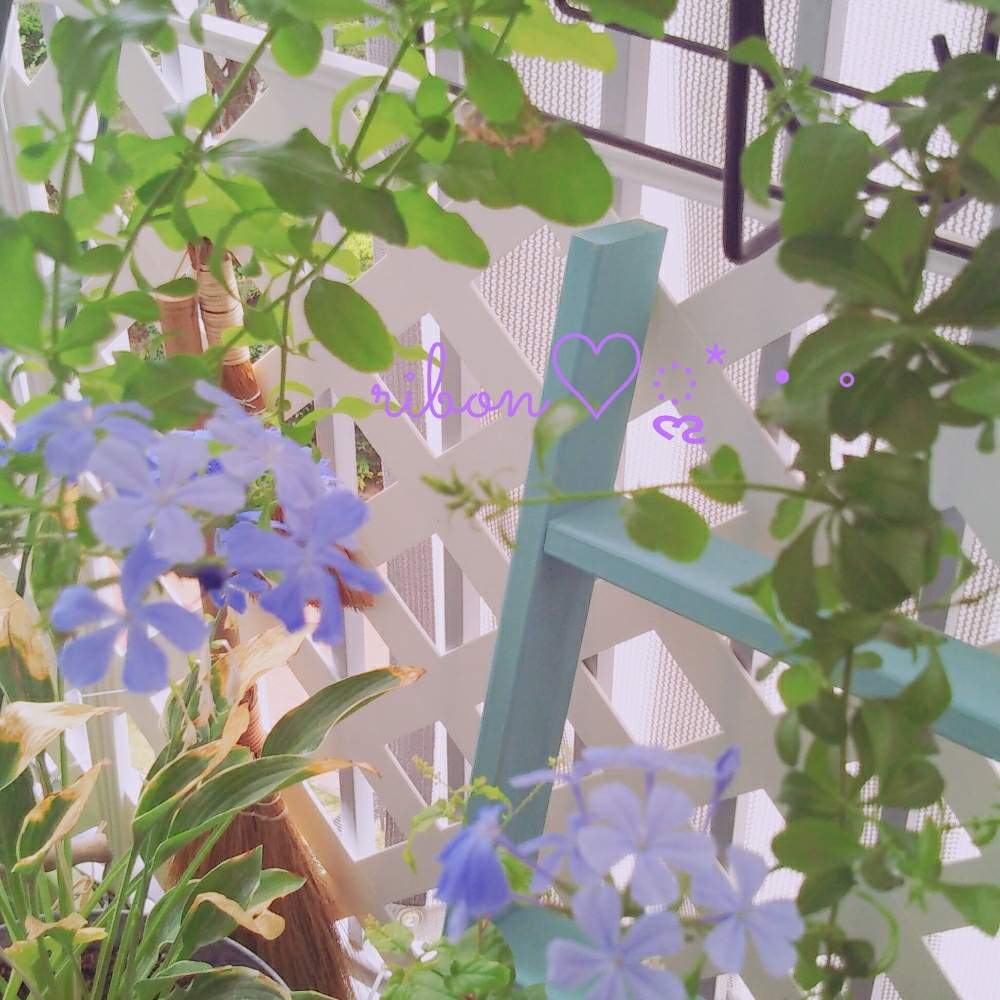 バルコニー/ベランダの画像 by りぼん♡ॢ*‧˚さん | バルコニー/ベランダとGS永ちゃん部と三浦春馬さんを忘れない♡とGS映えとおうち園芸とルリマツリ♡とガーデニングと花のある暮らし