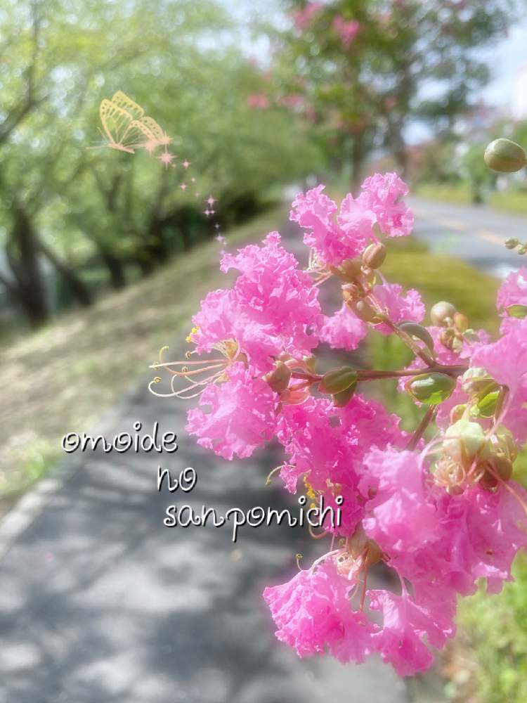 お出かけ先の画像 by ピカケさん | お出かけ先と街路樹とお散歩と百日紅 -サルスベリ-とわんこ散歩とお花と季節のお花