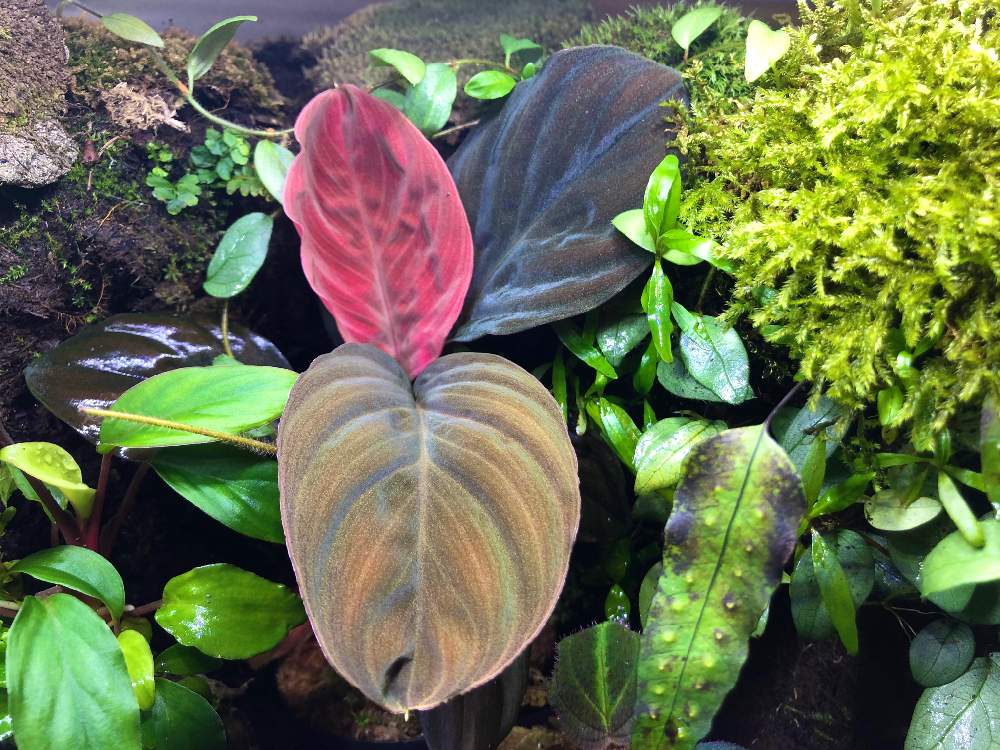 インテリアの画像 by nature.Tagさん | インテリアとHomalomena sp. from Mt.besarとホマロメナ属と観葉植物と熱帯雨林植物とビバリウムとおうち園芸とテラリウムとパルダリウムと緑のある暮らしと観葉植物のある暮らしと熱帯雨林と熱帯植物とアクアリウムと斑入り。