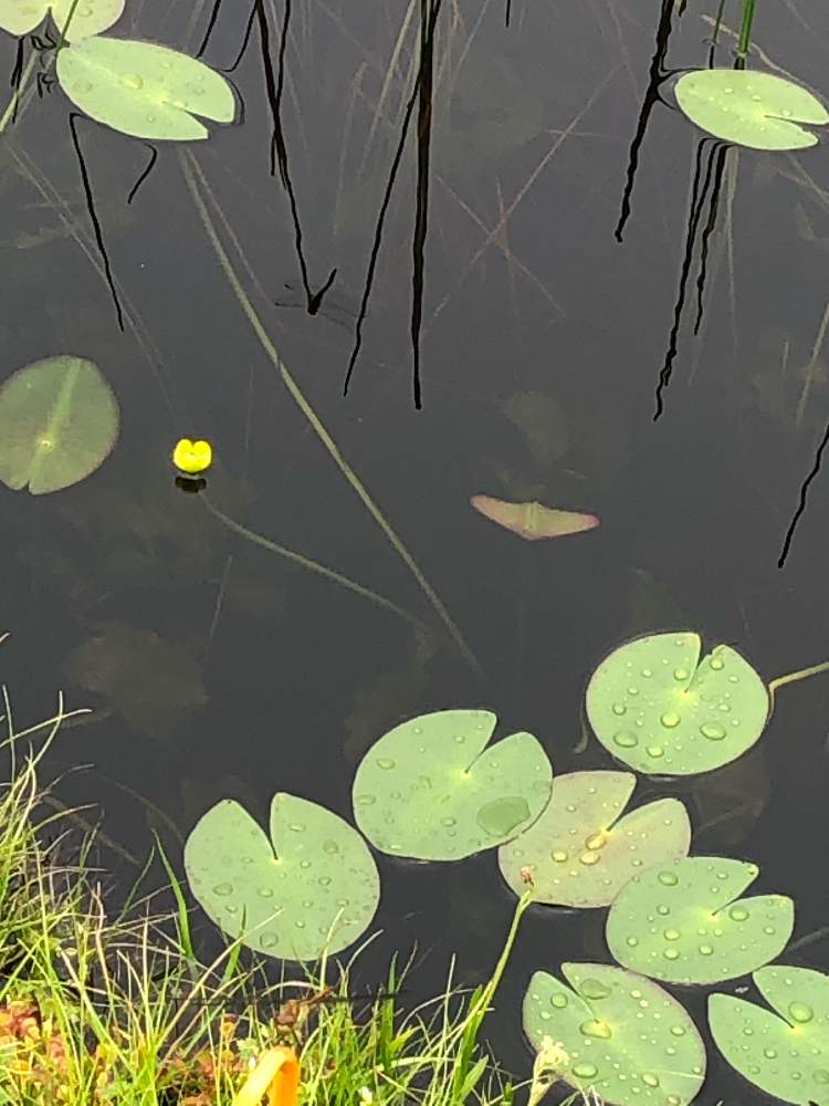 お出かけ先の画像 by 花水木18さん | お出かけ先とオゼコウホネと夏の花と湿原の植物と弥陀ケ原湿原と月山8合目