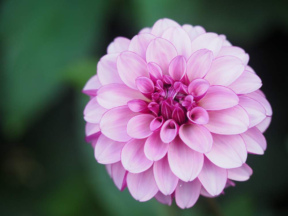 お出かけ先の画像 by Tenさん | お出かけ先とダリアとGardenとファインダー越しの私の世界とガーデンミュージアム比叡とED 60mm F2.8 MacroとアートなTen写と花のある暮らし