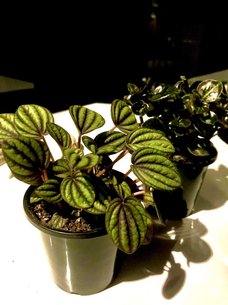 の画像 by むねちかさん | ペペロミア・ペッパーミルと多肉植物とペペロミア属と多肉生活と多肉好き