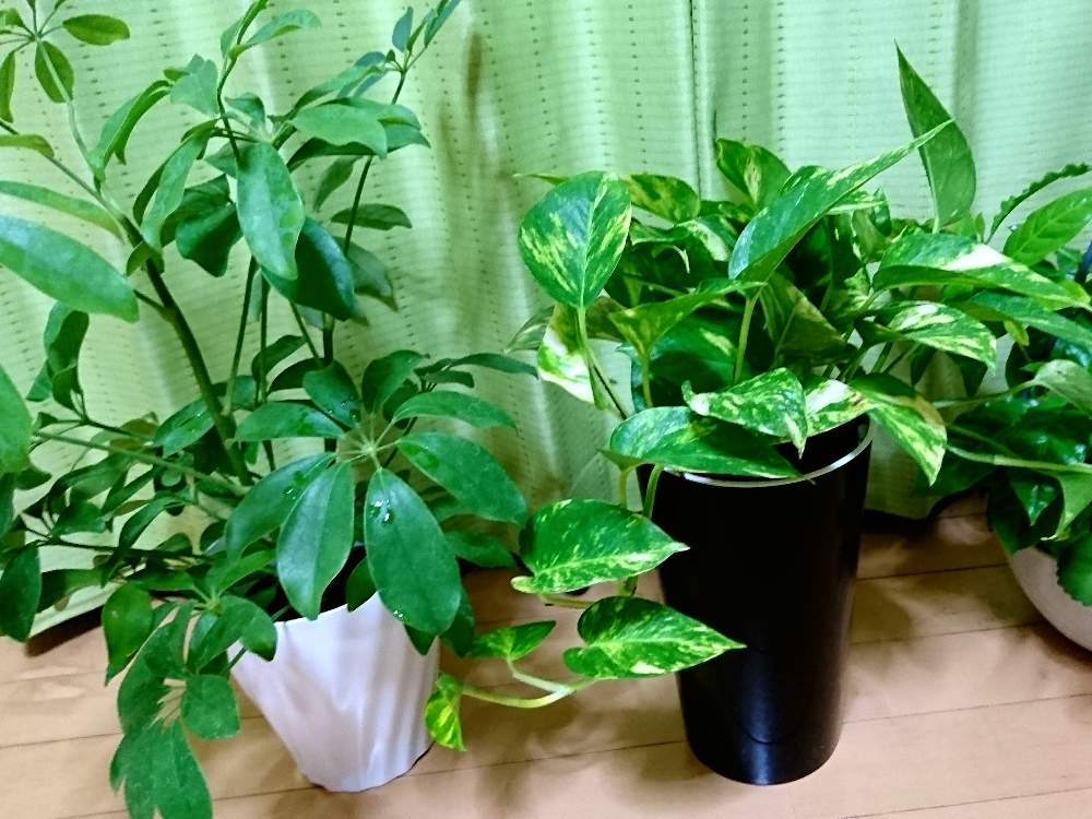 部屋の画像 by r_mommy.さん | 部屋とカポックとシェフレラ(ホンコンカポック)とポトスとみどりのある暮らしと観葉植物とかわいい♡と癒されると観葉植物のある暮らしと自然が好き