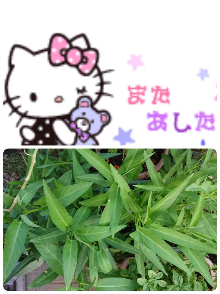 畑の画像 by 苺さん | 畑とプランター菜園とプランター野菜とプランターと家庭菜園とおうちde菜園と空芯菜の栽培とおうち園芸とエンツアイの栽培とプランター植え