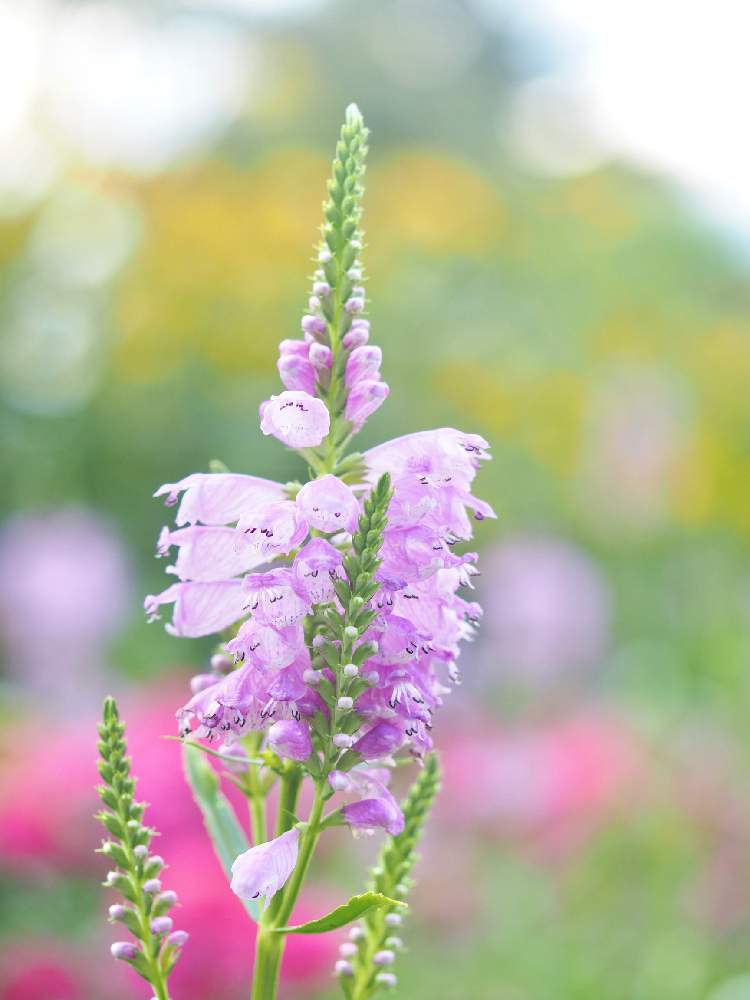 お出かけ先の画像 by Tenさん | お出かけ先とGardenとファインダー越しの私の世界とガーデンミュージアム比叡とED 60mm F2.8 MacroとアートなTen写と花のある暮らし