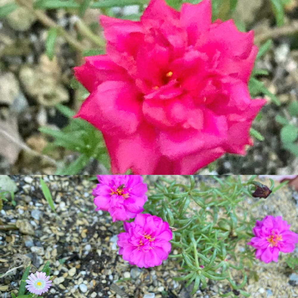 小さな庭の画像 by pagu mamaさん | 小さな庭と花壇の花と花と暮らすとおうち園芸