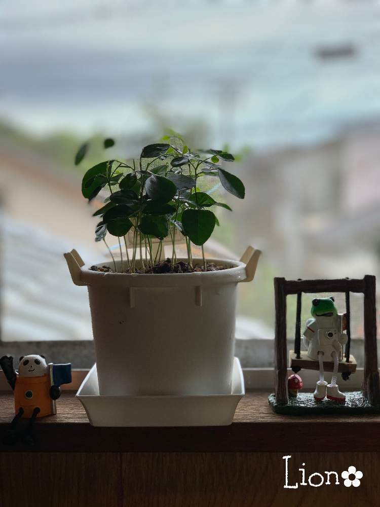 部屋の画像 by ライオンさん | 部屋とみどりのある暮らしとわくわく♡とおうち園芸とおうちを彩る花と素敵な色合いと小さな楽しみと花のある暮らし