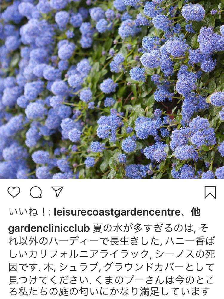 の画像 by ママ子3rdさん | カリフォルニアライラックとナチュラルガーデンと青い花とイングリッシュガーデン