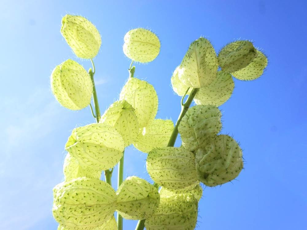 壁/天井の画像 by 野ニンさん | 壁/天井と令和最初の植物と出版とタイトルとGS映えと空編とおうちで楽しむ夏の草花フォトコンとGreenSnapmarcheと花のある暮らし