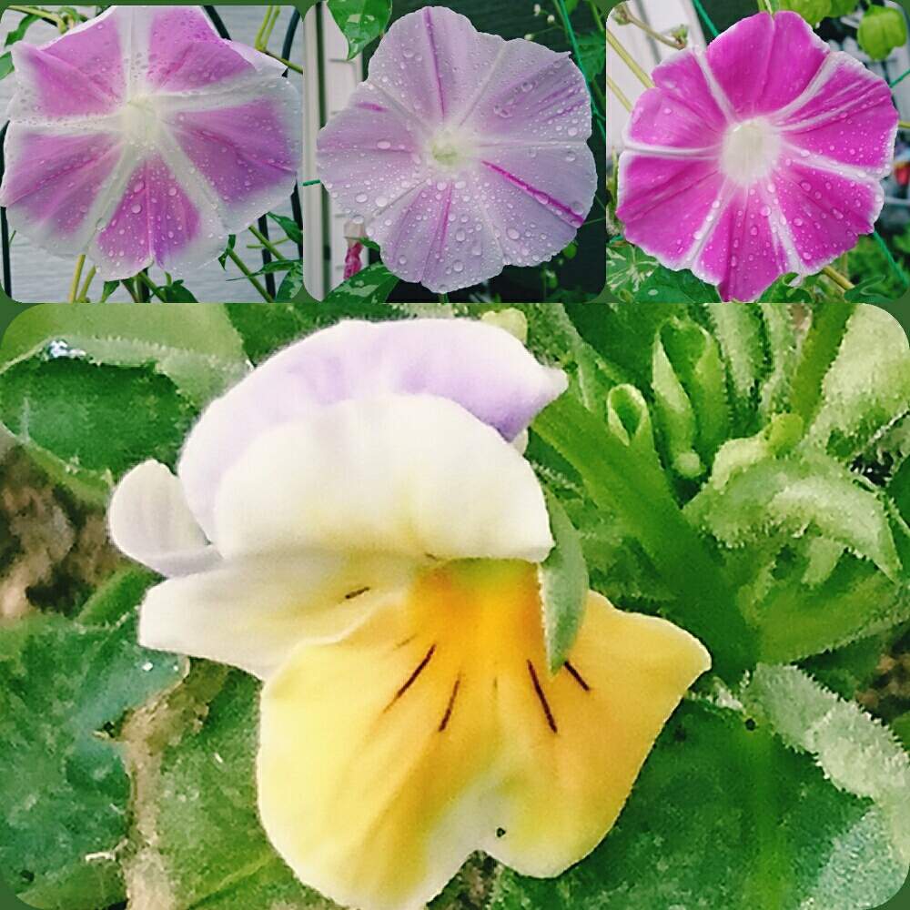 の画像 by なおみ♥さん | ビオラと朝顔と朝顔京てまりと狭い庭とおうち園芸とコロナおしりペンペン( ・᷄ὢ・᷅ )と何故色が変わるの?とお花が可愛いと花のある暮らしとコロナ消えろ‼ビーム‼