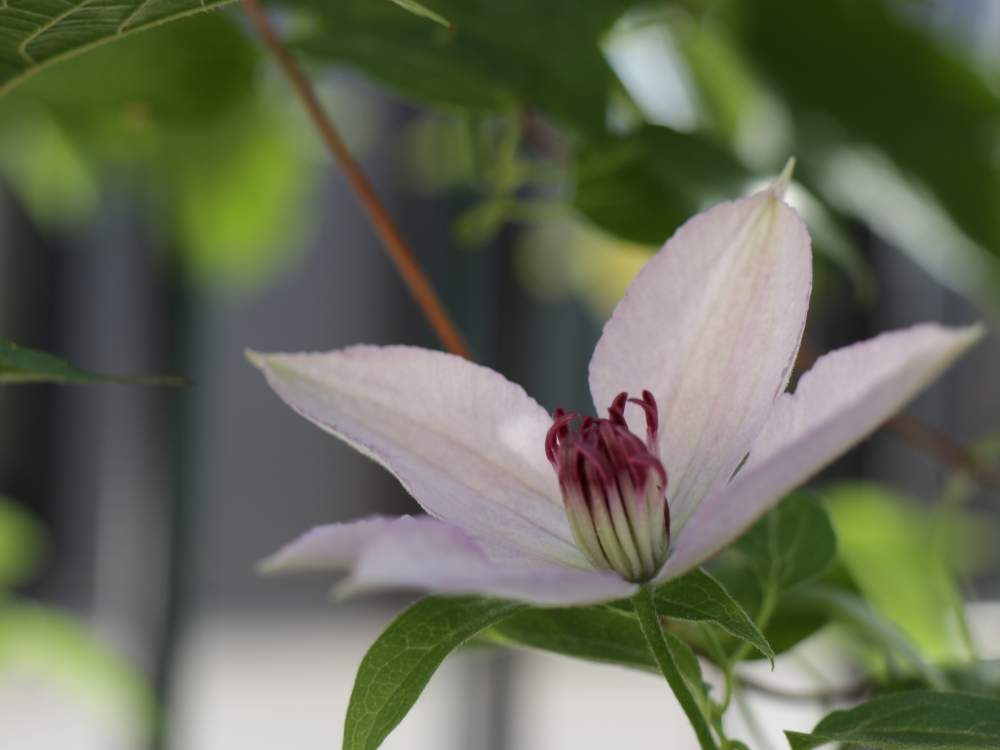 小さな庭の画像 by そよ風(ちなみ)さん | 小さな庭とハーグレーハイブリッドとcanonと私の花の写真と花の好きな方と繋がりたいとおうち園芸とクレマチスが好きとまいがーでんとミラーレス一眼と花のある暮らしとチーム愛知