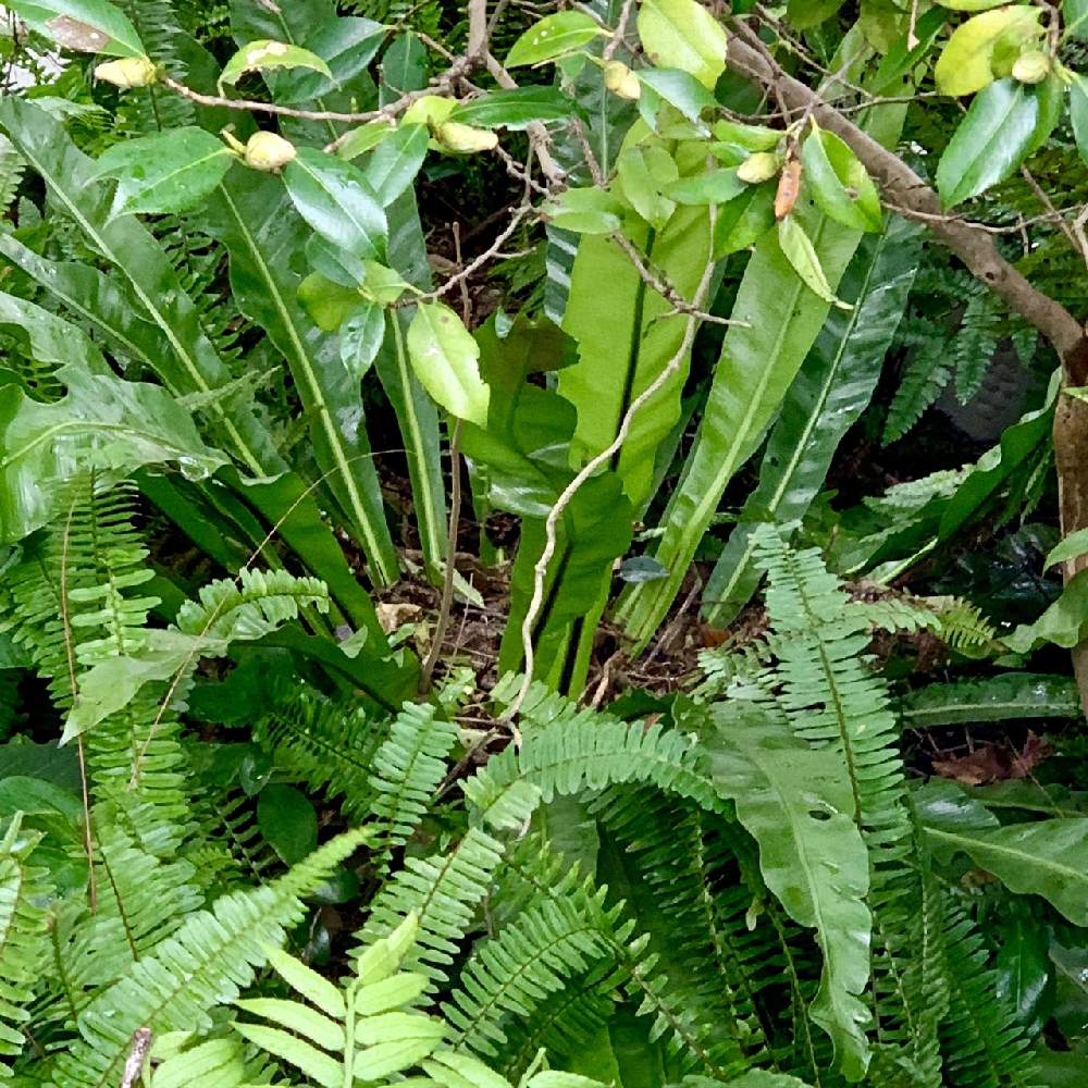 の画像 by 葉光さん | タマシダとシダとリュウビンタイとオオタニワタリとシダ類とAngiopteris lygodiifoliaとイノデとAsplenium antiquumとNephrolepis cordifoliaとPolystichum polyblepharumとシダ日和とシダの植栽