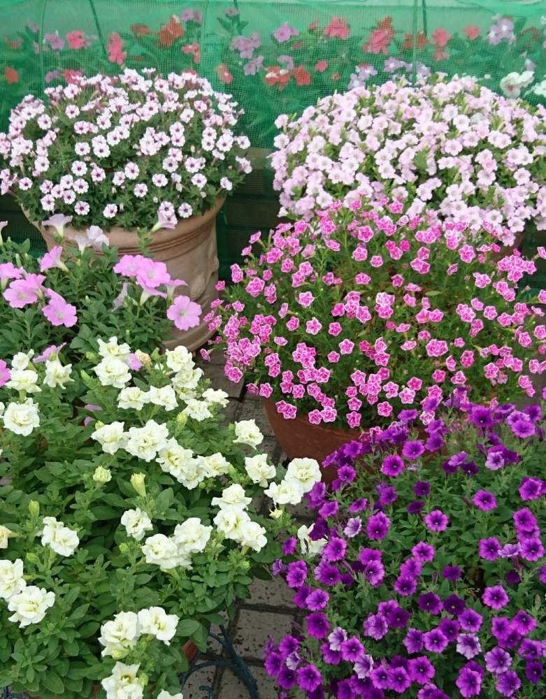 エントランスの画像 by すぎさん | エントランスとおうちを彩る花とおうちで楽しむ夏の草花フォトコン