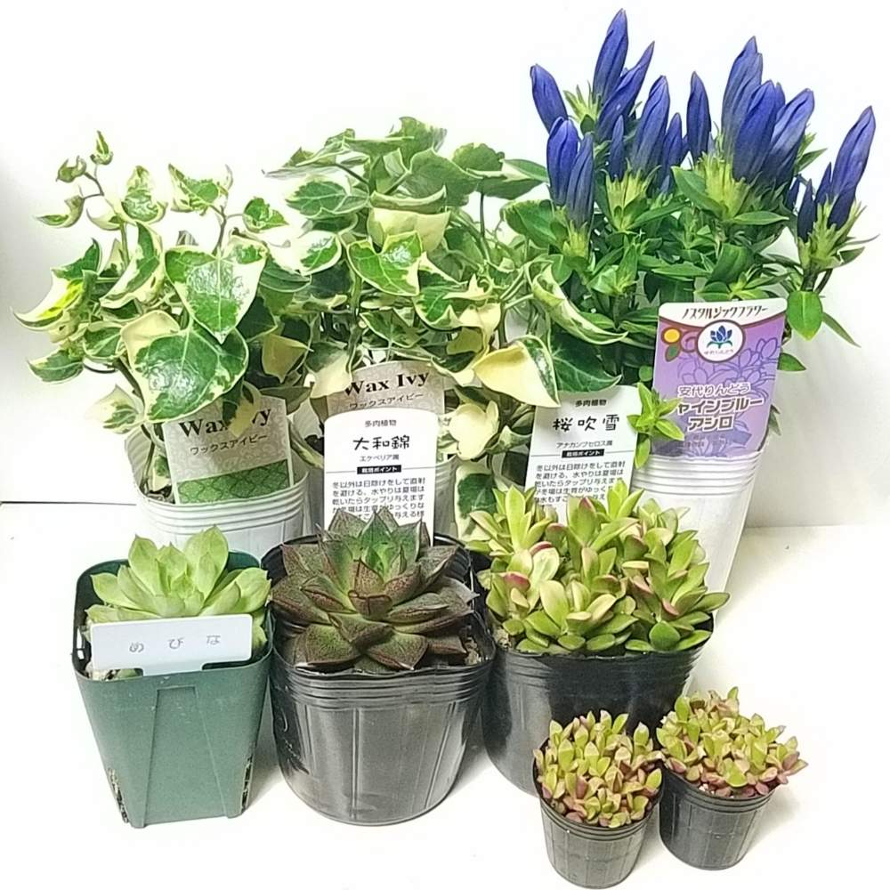 部屋の画像 by リンティスさん | 部屋と多肉植物とワックスアイビー*とおうち園芸とエケベリア大和錦とめびな*とシャインブルーアシロとアナカンプセロス属 桜吹雪と花のある暮らしと安代りんどう シャインブルーアシロと松阪フラワーセンター