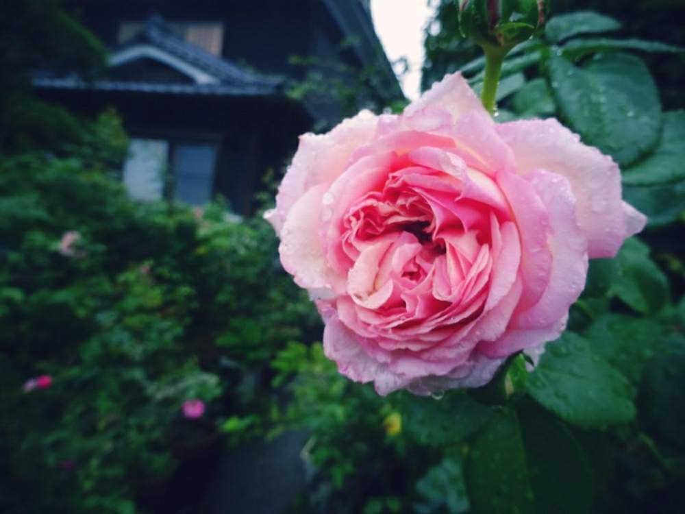 小さな庭の画像 by ☆きらまる☆さん | 小さな庭と極上咲きと薔薇愛同盟と薔薇男子と薔薇に魅せられてとオシャレとB型とバラのある暮らしとおうち園芸と今日の一枚とセクシーとコーネリア印ときれいな色と花のある暮らしとテンション⤴︎とロザリアンとバラを楽しむ