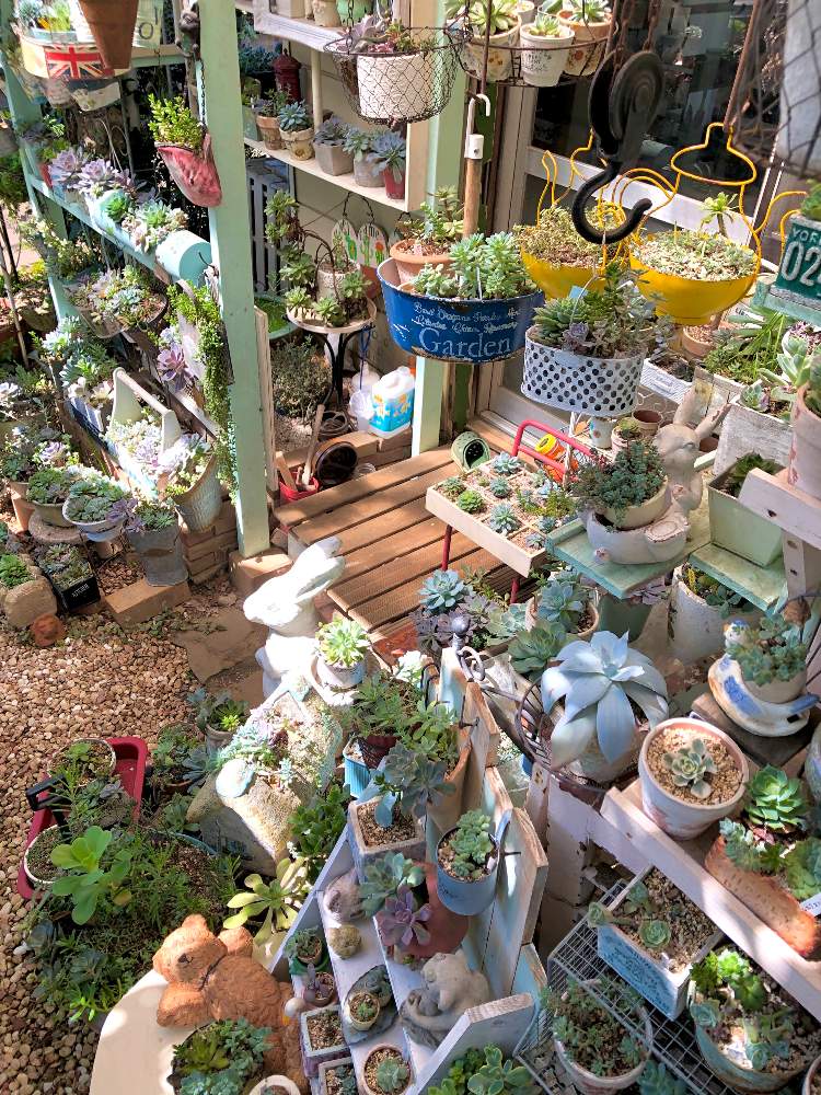 小さな庭の画像 by ねこぐるみさん | 小さな庭と多肉植物とマイ・コレクションとわが家の多肉スペースと植中毒と今日の一枚と雑貨とコラボしてとエケベリア女子と多肉女子と素敵鉢とタニラーとナチュラルスタイルとガーデニングと多肉棚とアウトドアリビング