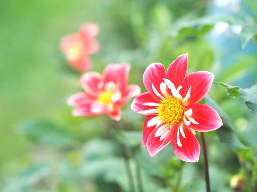 お出かけ先の画像 by Tenさん | お出かけ先とダリアとGardenとファインダー越しの私の世界とガーデンミュージアム比叡とED 60mm F2.8 MacroとアートなTen写と花のある暮らし