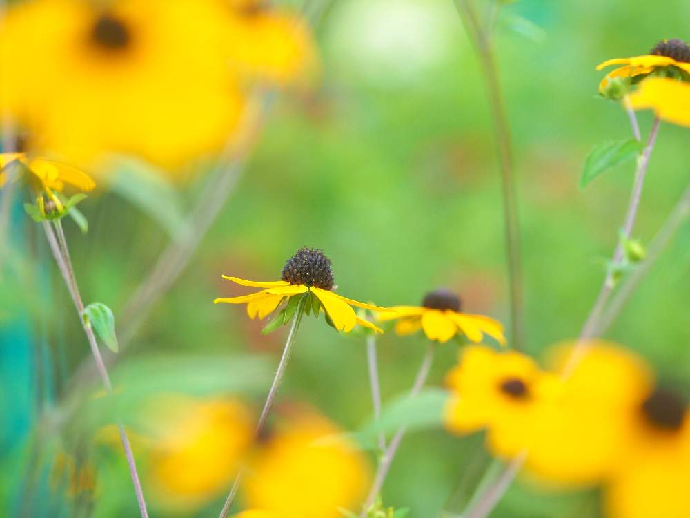 お出かけ先の画像 by Tenさん | お出かけ先とGardenとファインダー越しの私の世界とガーデンミュージアム比叡とED 60mm F2.8 MacroとアートなTen写と花のある暮らし
