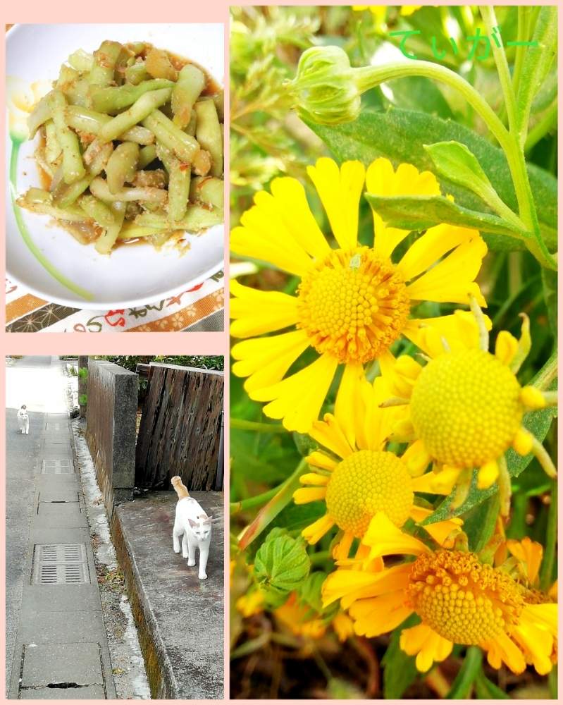 お出かけ先の画像 by ティガーさん | お出かけ先と団子菊(ダンゴギク)と水芋・蓮芋・芋茎と我が家の王子(吉)と姫(ちょこ)と最前線のあなたへと美味しさいっぱいとかわいいのが好きと変わった形が好きとコロナに負けるな!と接写が好きとシンプルが好きと植物好きと被災地の皆さんガンバ!と面白い形と花のある暮らしと皆さんありがとう✨